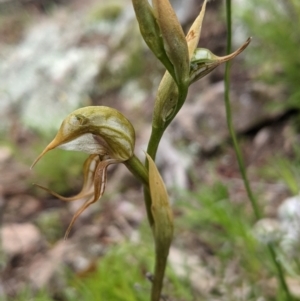 Oligochaetochilus hamatus at Williamsdale, NSW - suppressed