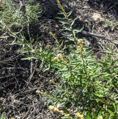 Astrotricha ledifolia (Common Star-hair) at Michelago, NSW - 22 Oct 2021 by mainsprite