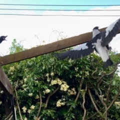 Gymnorhina tibicen (Australian Magpie) at Aranda, ACT - 22 Oct 2021 by KMcCue