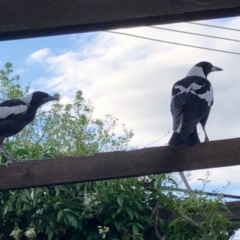 Gymnorhina tibicen at Aranda, ACT - 22 Oct 2021