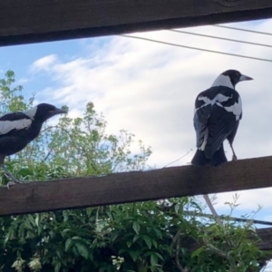 Gymnorhina tibicen at Aranda, ACT - 22 Oct 2021