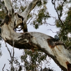 Callocephalon fimbriatum (Gang-gang Cockatoo) at Deakin, ACT - 21 Oct 2021 by LisaH