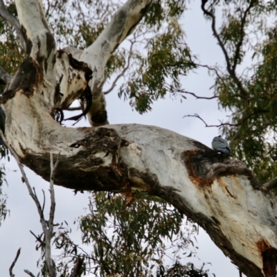 Callocephalon fimbriatum (Gang-gang Cockatoo) at Deakin, ACT - 21 Oct 2021 by LisaH