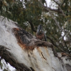 Callocephalon fimbriatum at Deakin, ACT - suppressed