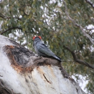 Callocephalon fimbriatum at Deakin, ACT - suppressed