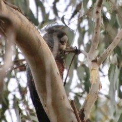 Callocephalon fimbriatum at Deakin, ACT - 21 Oct 2021