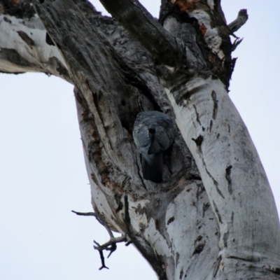 Callocephalon fimbriatum (Gang-gang Cockatoo) at Red Hill, ACT - 21 Oct 2021 by LisaH