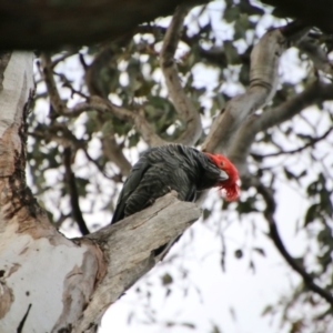 Callocephalon fimbriatum at Red Hill, ACT - suppressed