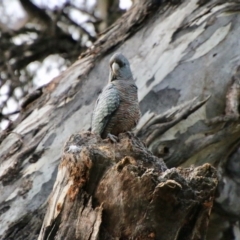 Callocephalon fimbriatum (Gang-gang Cockatoo) at Federal Golf Course - 21 Oct 2021 by LisaH