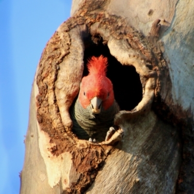 Callocephalon fimbriatum (Gang-gang Cockatoo) at Red Hill, ACT - 23 Oct 2021 by LisaH