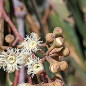 Eucalyptus sieberi at Currawang, NSW - suppressed