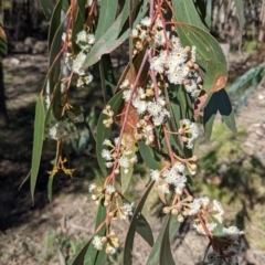 Eucalyptus sieberi at Currawang, NSW - suppressed