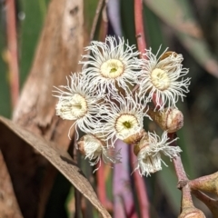 Eucalyptus sieberi at Currawang, NSW - suppressed