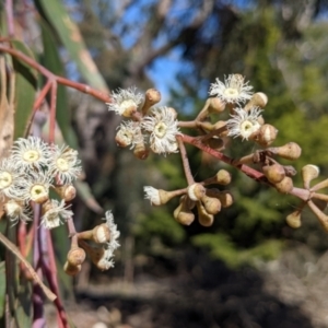 Eucalyptus sieberi at Currawang, NSW - suppressed