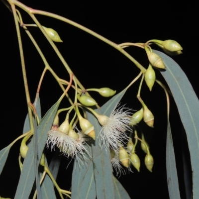 Eucalyptus sideroxylon (Mugga Ironbark) at Calwell, ACT - 16 Sep 2021 by MichaelBedingfield