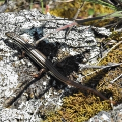 Ctenotus taeniolatus (Copper-tailed Skink) at Bullen Range - 24 Oct 2021 by JohnBundock