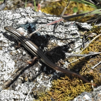 Ctenotus taeniolatus (Copper-tailed Skink) at Paddys River, ACT - 24 Oct 2021 by JohnBundock