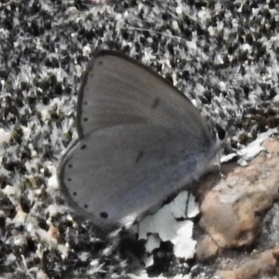 Candalides heathi (Rayed Blue) at Paddys River, ACT - 24 Oct 2021 by JohnBundock