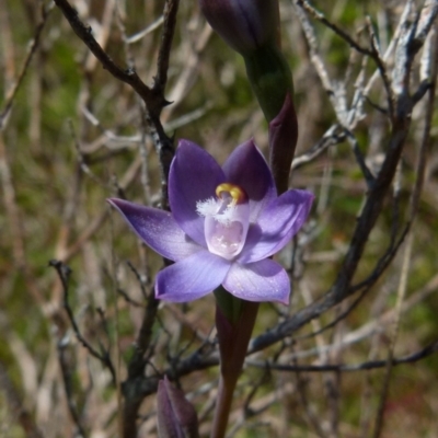 Thelymitra sp. (pauciflora complex) (Sun Orchid) at Boro - 24 Oct 2021 by Paul4K