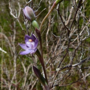 Thelymitra sp. (pauciflora complex) at Boro, NSW - suppressed