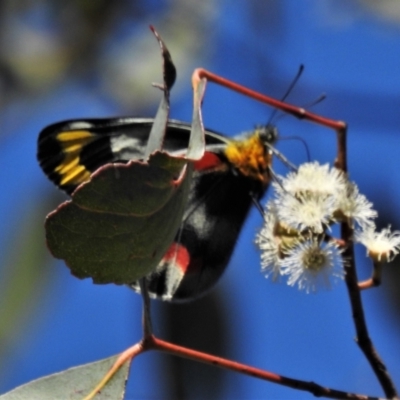 Delias harpalyce (Imperial Jezebel) at Paddys River, ACT - 23 Oct 2021 by JohnBundock