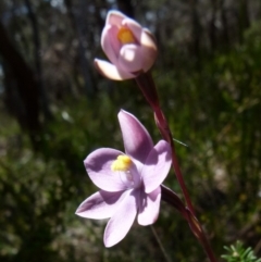 Thelymitra x irregularis (Crested Sun Orchid) at Boro - 24 Oct 2021 by Paul4K