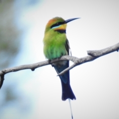 Merops ornatus (Rainbow Bee-eater) at Bullen Range - 24 Oct 2021 by JohnBundock