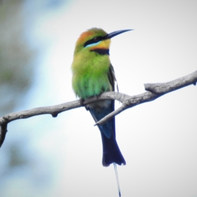 Merops ornatus (Rainbow Bee-eater) at Greenway, ACT - 24 Oct 2021 by JohnBundock