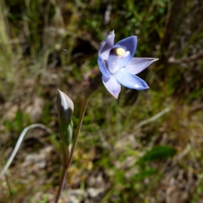 Thelymitra sp. (A Sun Orchid) at Boro, NSW - 24 Oct 2021 by Paul4K