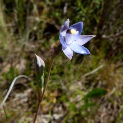 Thelymitra (Genus) (Sun Orchid) at Boro, NSW - 24 Oct 2021 by Paul4K