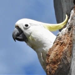 Cacatua galerita (Sulphur-crested Cockatoo) at Kambah, ACT - 24 Oct 2021 by JohnBundock