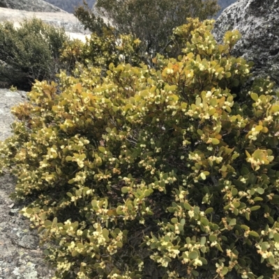 Acacia alpina (Alpine Wattle) at suppressed - 24 Oct 2021 by Tapirlord