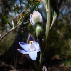 Thelymitra peniculata (Blue Star Sun-orchid) at Boro - 24 Oct 2021 by Paul4K