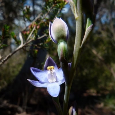 Thelymitra peniculata (Blue Star Sun-orchid) at Boro - 24 Oct 2021 by Paul4K