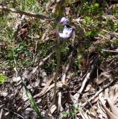 Thelymitra peniculata at Boro, NSW - 24 Oct 2021