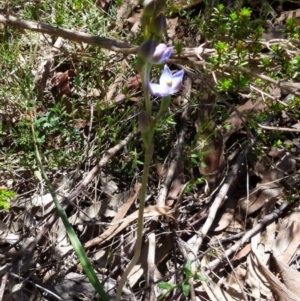 Thelymitra peniculata at Boro, NSW - 24 Oct 2021