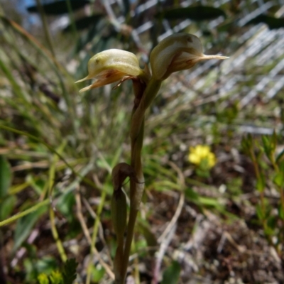 Oligochaetochilus aciculiformis (Needle-point rustyhood) at Boro, NSW - 24 Oct 2021 by Paul4K