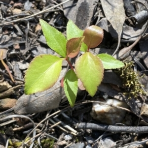 Prunus sp. at Jerrabomberra, NSW - 24 Oct 2021