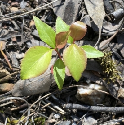 Prunus sp. (A Plum) at Mount Jerrabomberra QP - 23 Oct 2021 by Steve_Bok