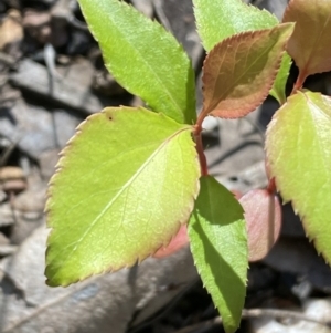 Prunus sp. at Jerrabomberra, NSW - 24 Oct 2021 10:18 AM