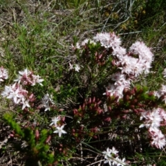 Calytrix tetragona (Common Fringe-myrtle) at Boro - 24 Oct 2021 by Paul4K