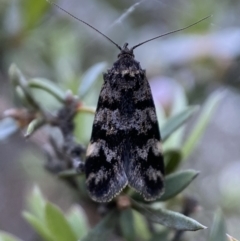 Barea phaeomochla (Barea phaeomochla) at Mount Jerrabomberra - 24 Oct 2021 by SteveBorkowskis