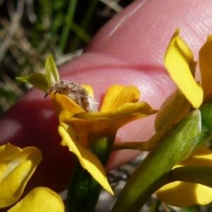 Araneinae (subfamily) at Boro, NSW - 24 Oct 2021