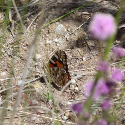 Vanessa kershawi (Australian Painted Lady) at Boro - 24 Oct 2021 by Paul4K