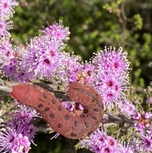 Capusa cuculloides at Fadden, ACT - 24 Oct 2021 05:00 PM