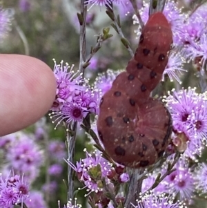 Capusa cuculloides at Fadden, ACT - 24 Oct 2021 05:00 PM