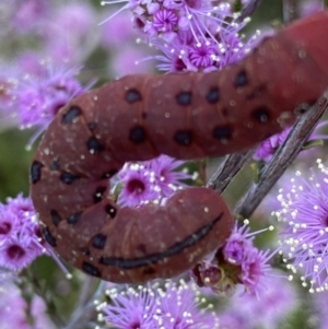 Capusa cuculloides at Fadden, ACT - 24 Oct 2021