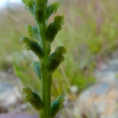 Microtis parviflora (Slender Onion Orchid) at Boro, NSW - 24 Oct 2021 by Paul4K