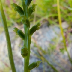 Microtis parviflora at Boro, NSW - 24 Oct 2021