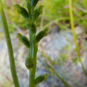 Microtis parviflora at Boro, NSW - 24 Oct 2021